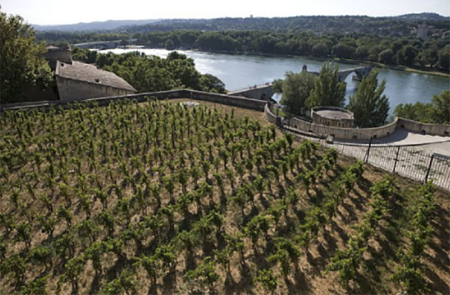 圣戈斯酒庄圣戈斯教皇新堡干红葡萄酒 saint cosme, chateauneuf-du